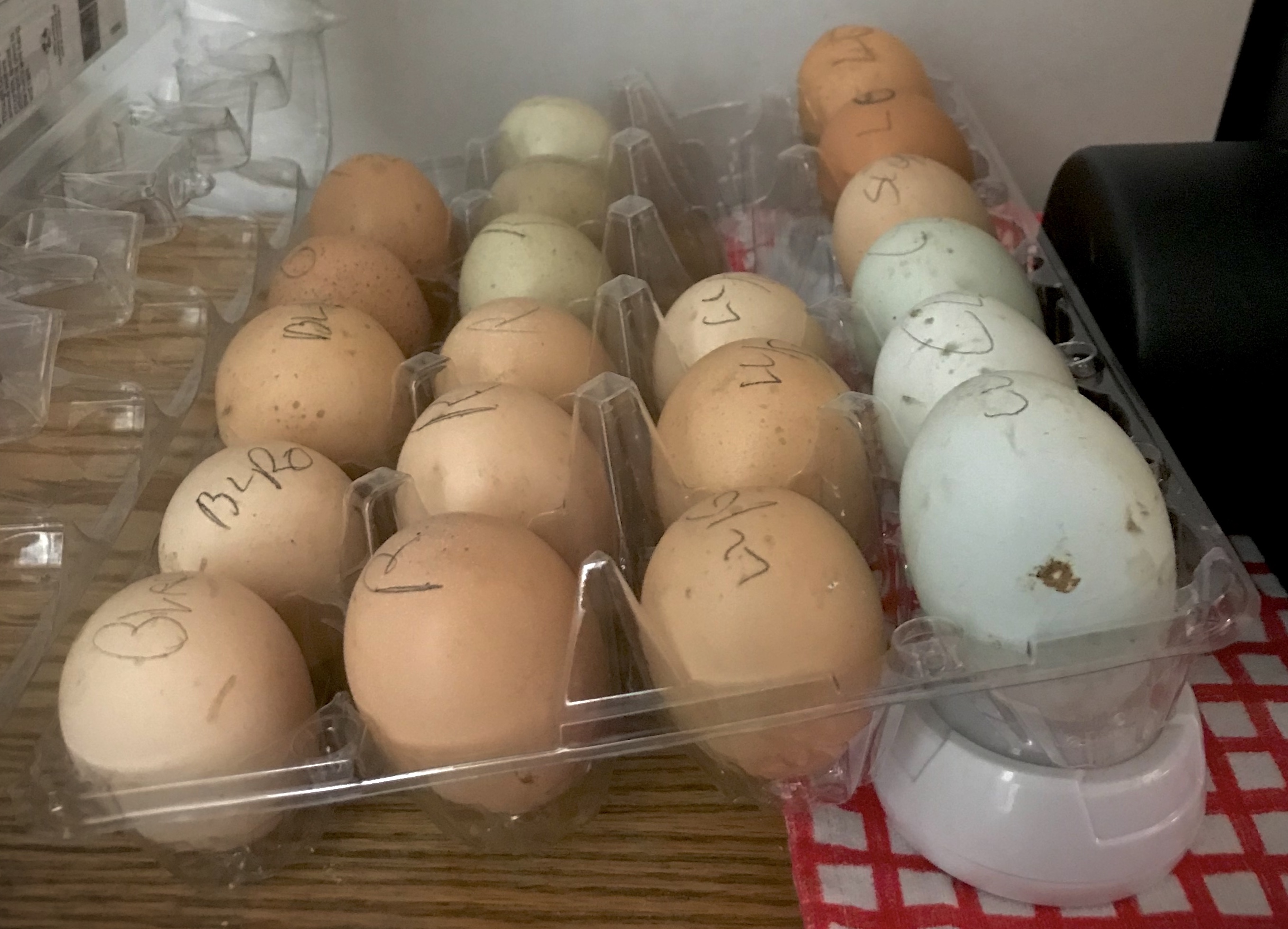 rotate eggs 45 degrees a few times a day. shipped eggs tilted for 24 hours prior to incubation