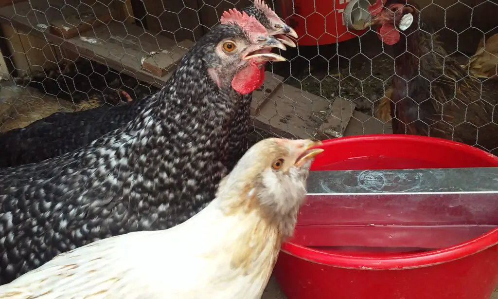 Two hens drinking water with acv in it.