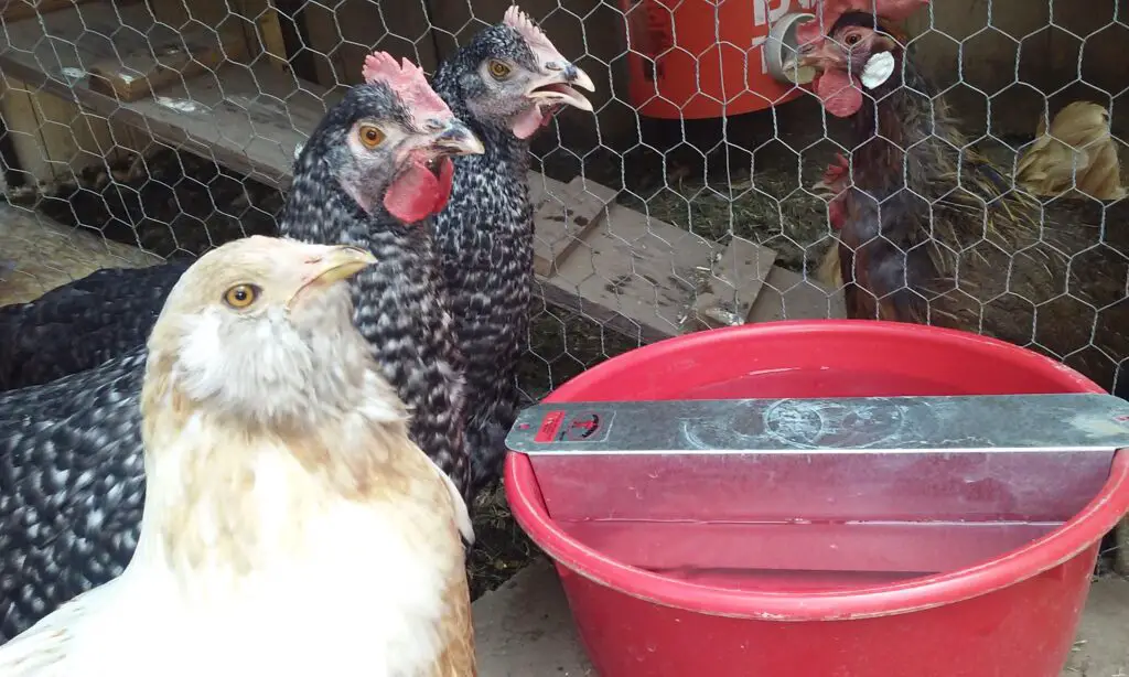 Two Hens drinking water.