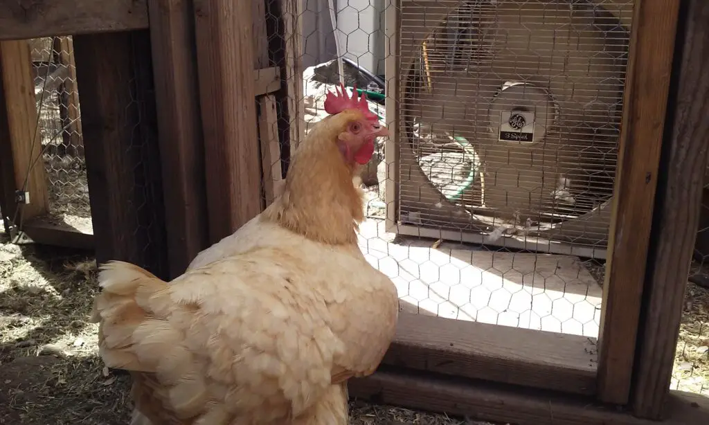 Buff Orpington in front of fan.