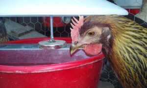 hen drinking out of red water bowl
