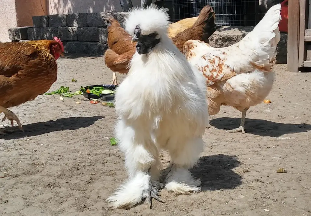 Silkie Rooster Outdoors with flock of hens.