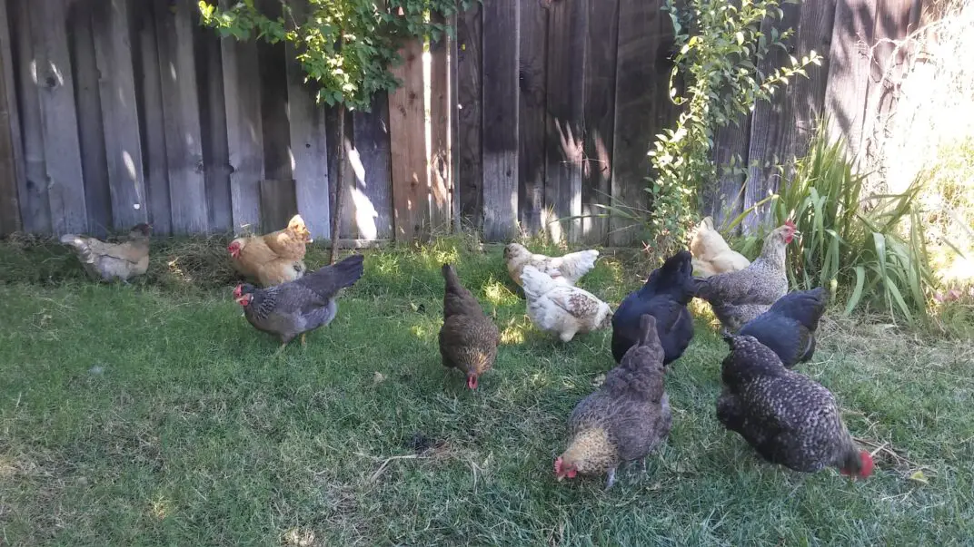 9 Important Facts How Long Are Chicken Eggs Good For?