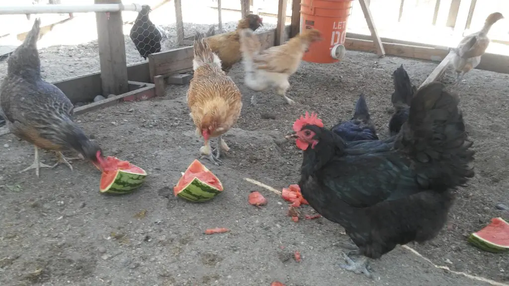 Can chickens eat watermelon? 
Photo of my chickens eating watermelon to cool off in the heat.