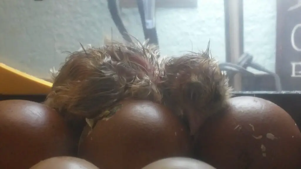 Newly hatched baby chick in incubator. How to help a stuck chick hatch.