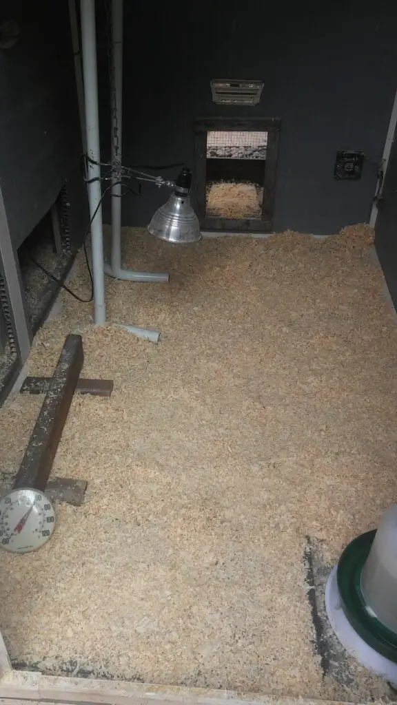 Turn Light Out in Coop During Day During Hot Day