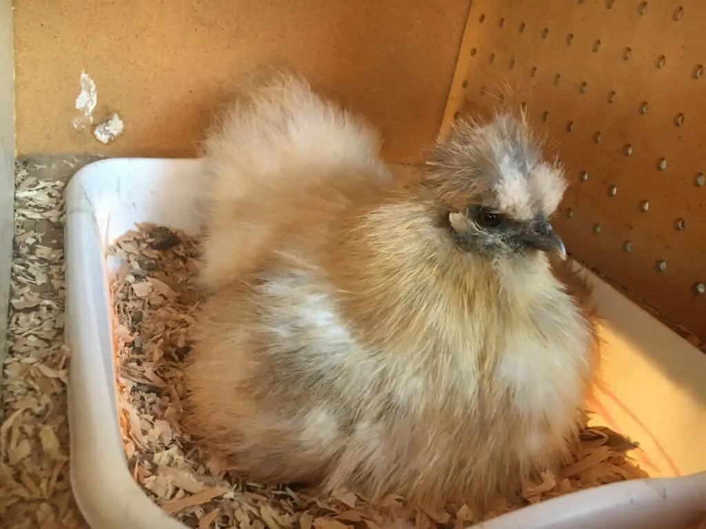 broody buff silkie hen