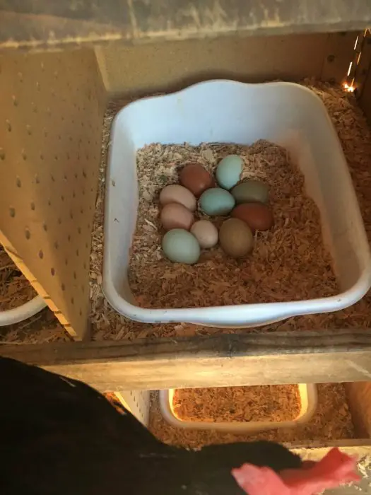 Collect chicken eggs several times daily during extreme weather conditions. Why do chickens stop laying eggs?