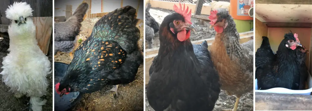 5 Chicken Breeds Giving Best Colorful Egg Basket