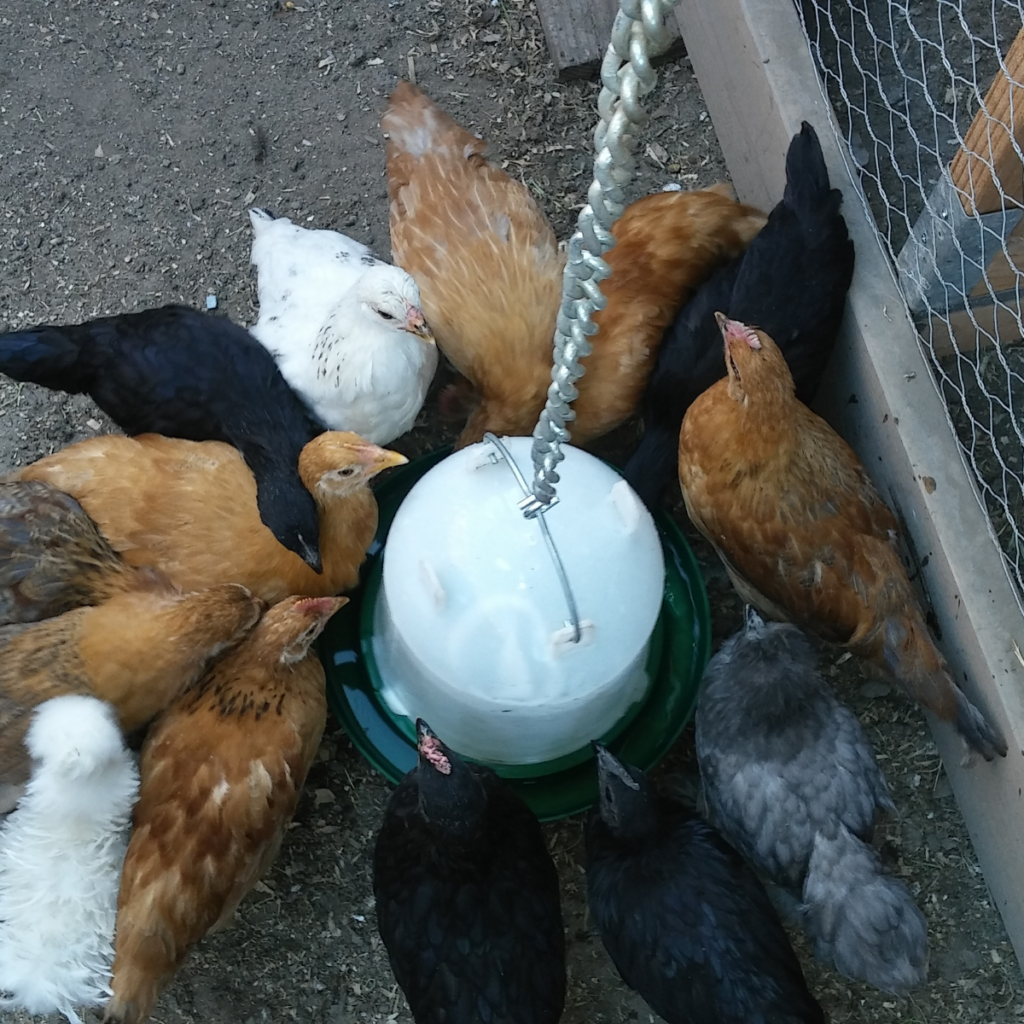 Provide cool water for your chickens to maintain egg production.