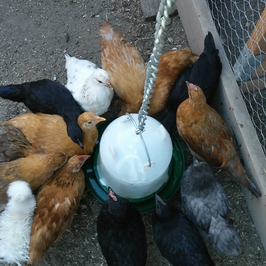Is it Safe to Feed Chickens Table Scraps? 5 Important Tips