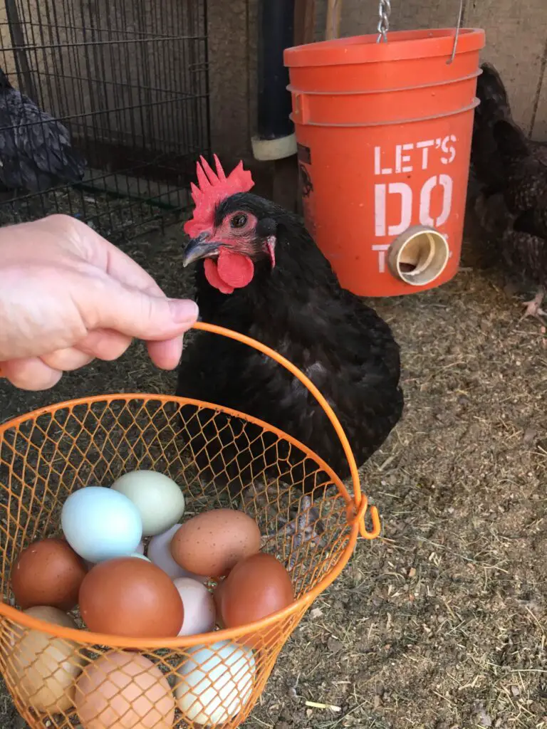 Black Maran Hen with a basket full of colorful eggs.