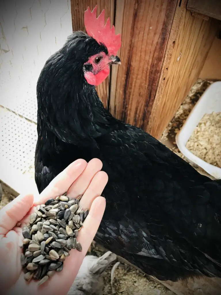 Feeding Hens black oiled sunflower seeds