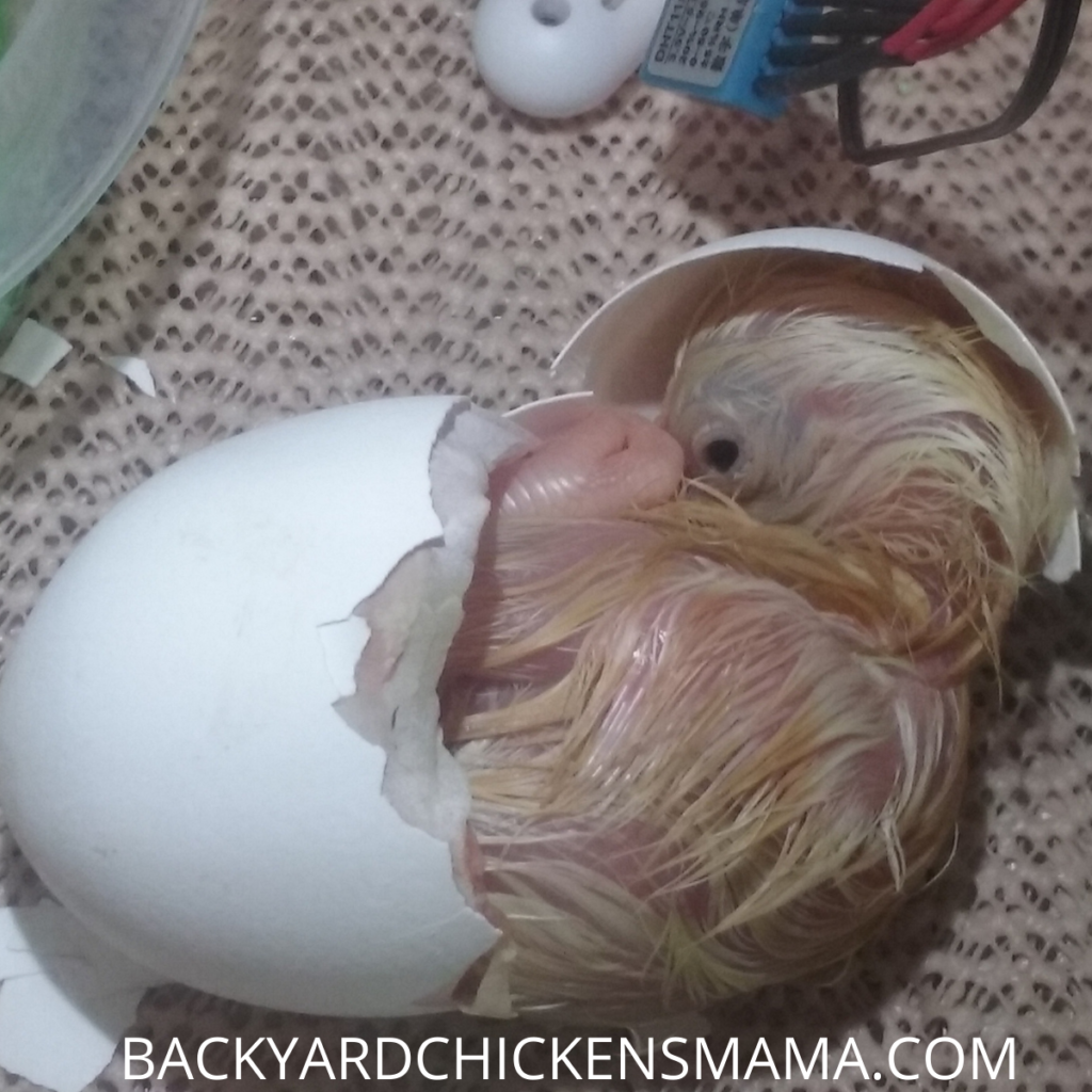 Chick Hatching in Incubator - Dollar Store Chicken Supplies - Non Skid Shelf Liner