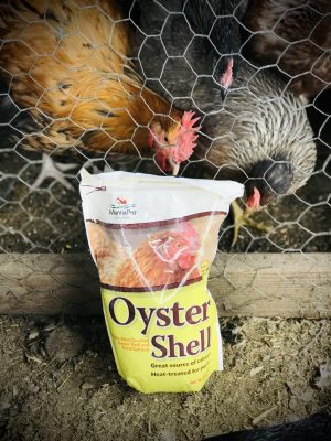 Increased Egg Production Chickens-with-Oyster-Shell-Bag.  Do my chickens need oyster shell?