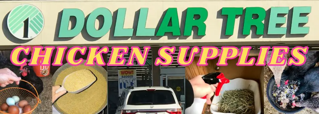 Dollar Store Chicken Supplies Banner