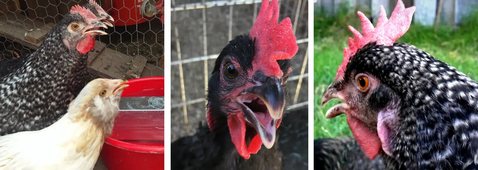 17 Tips How to Keep Chickens Cool in Extreme Heat