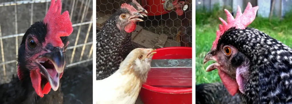 HOW TO KEEP CHICKENS COOL IN EXTREME HEAT