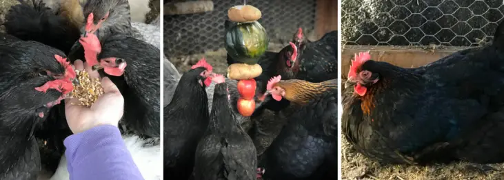 How to Keep Chickens Happy in Winter