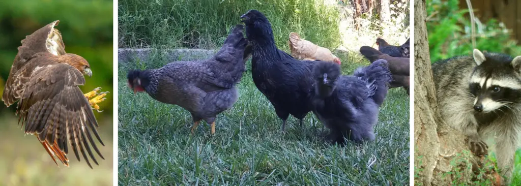 How to Protect Your Chickens