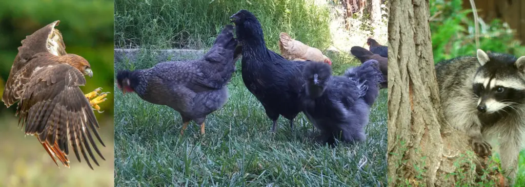 How to Protect Your Chickens