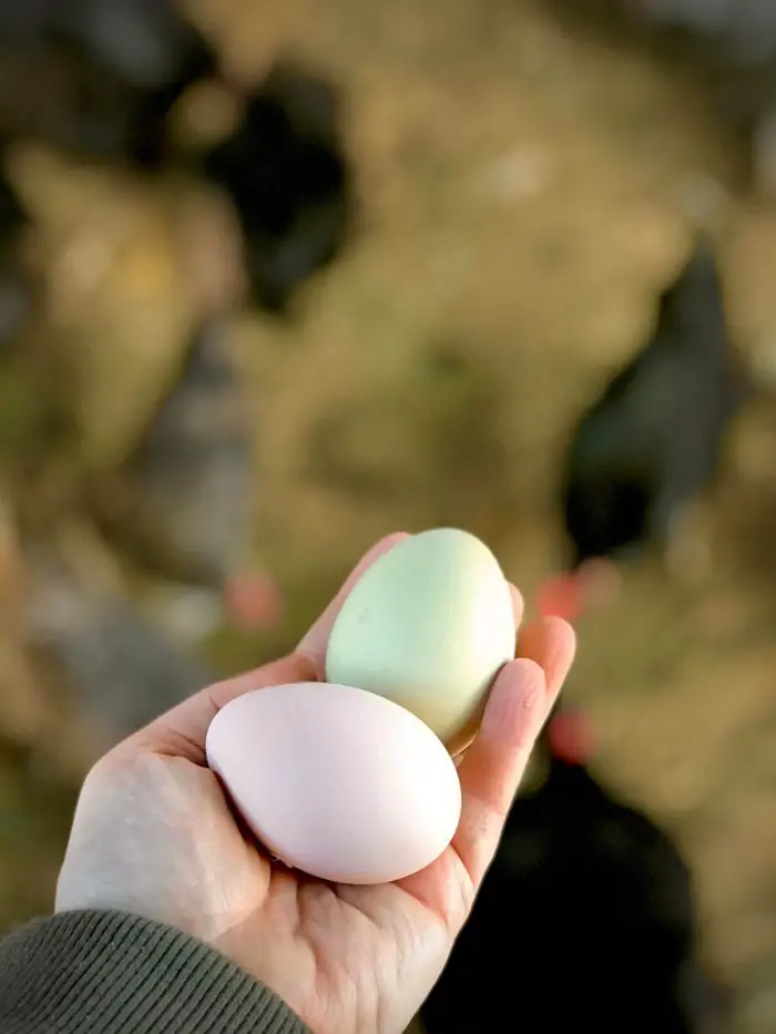 Collect All Eggs Daily to Prevent Predators