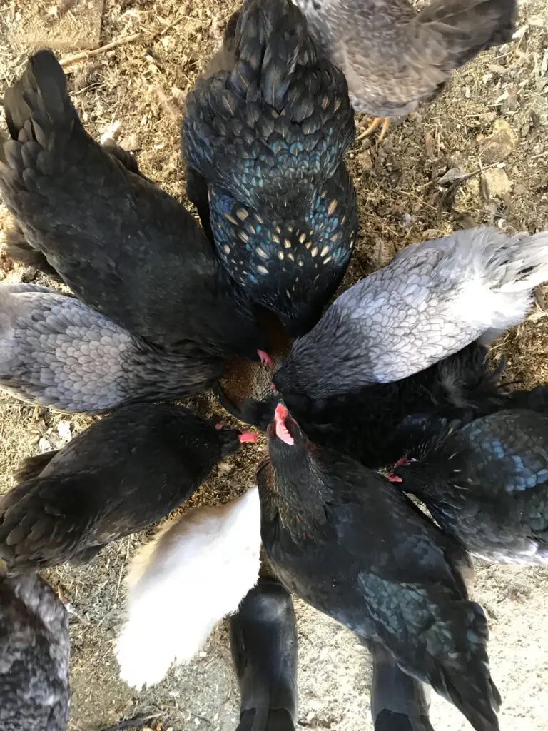 Chickens eating yogurt.