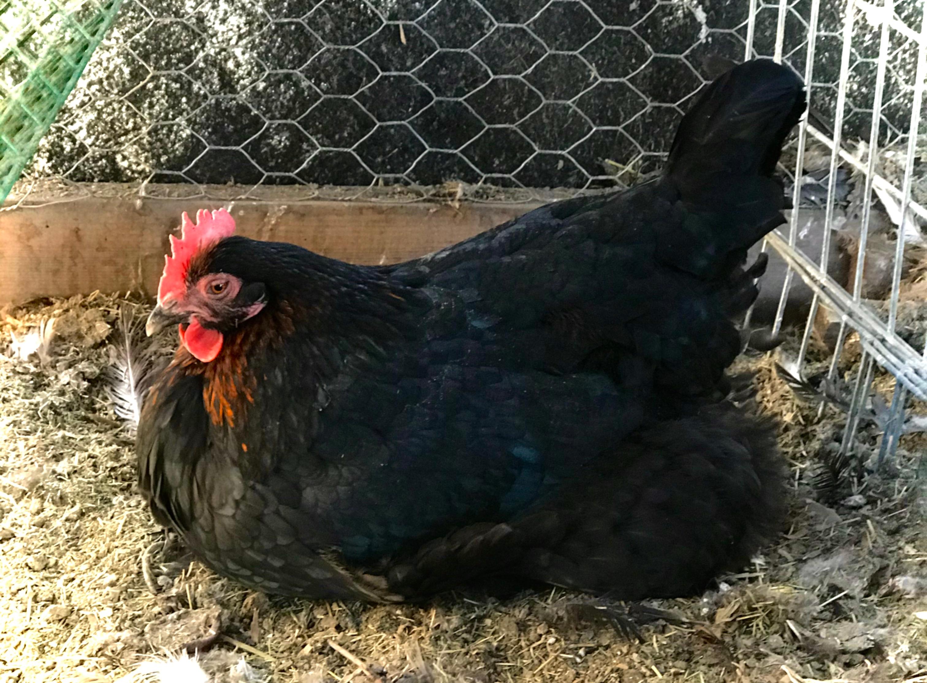 Chickens will scratch the ground to make a nest. Hen keeping warm, protected from wind.