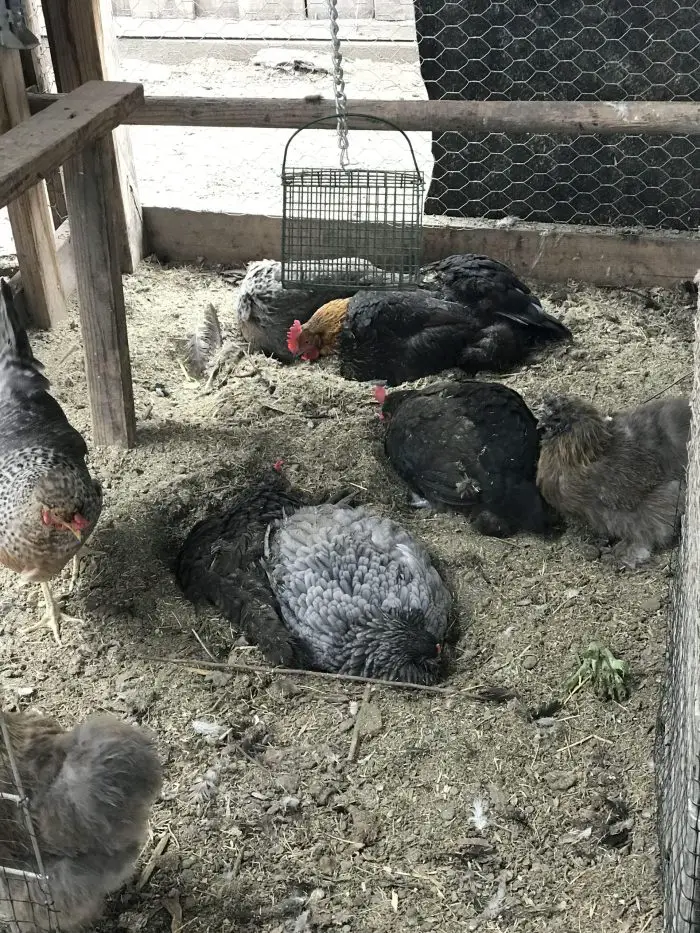 SPRINKLE HERBS WHERE YOUR CHICKENS TAKE DUST BATHS Flock of Hens Dustbathing in their chicken run