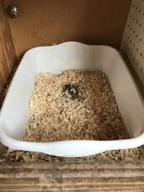 Nest box with poop