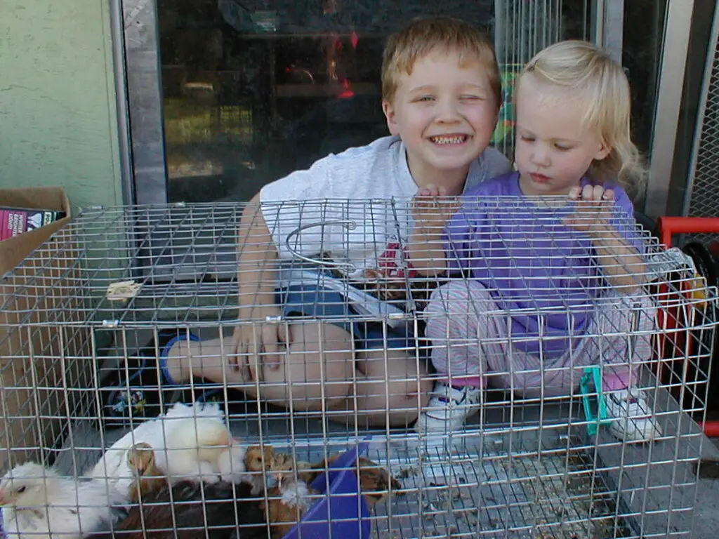 My son and daughter with kindergarten incubator chicks.