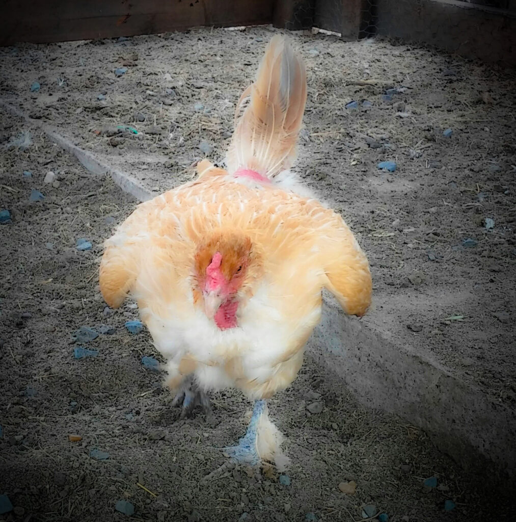 Buff Orpington molting and hot