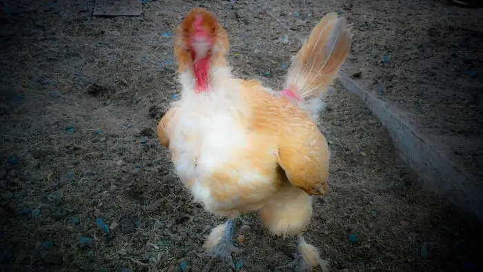 Molting chickens feather regrowth