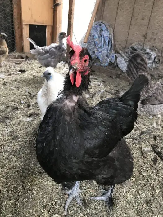 Molting Hen