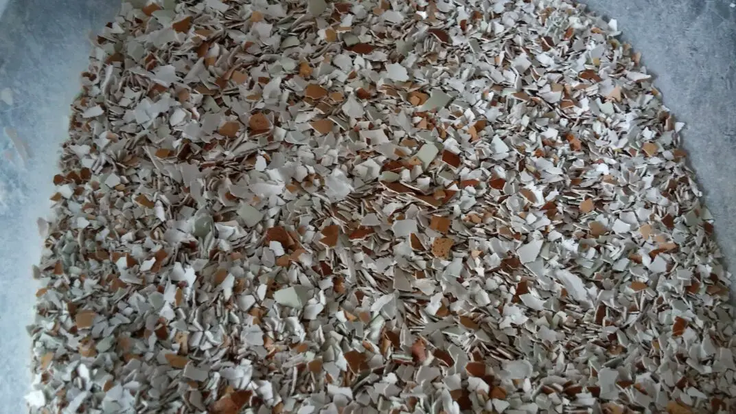 crushed egg shells for chickens Backyard Chickens Mama
