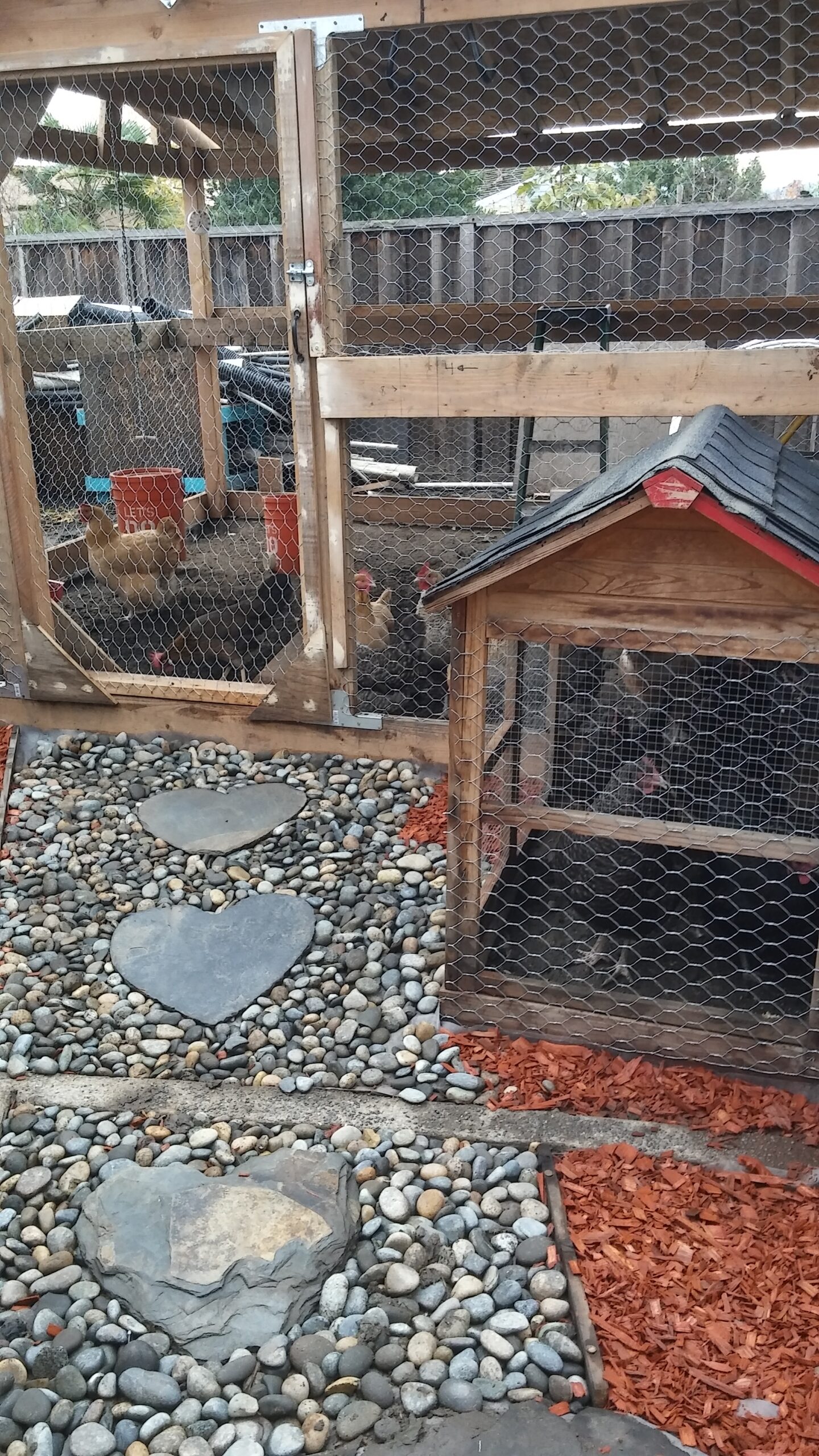 Will Chickens Attract Rats?