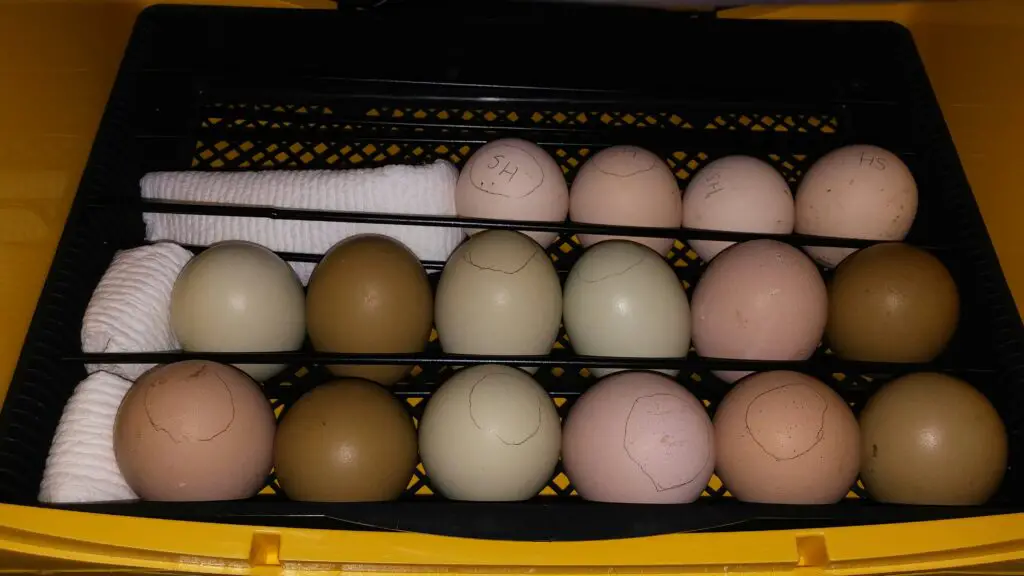 Tray of eggs, ready for incubation.