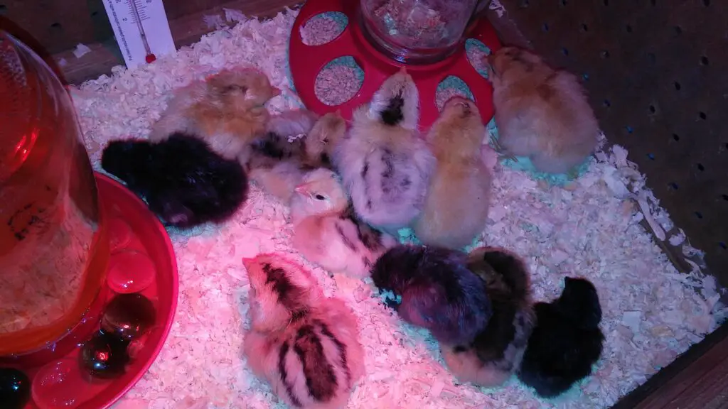 Just hatched baby chicks in brooder.