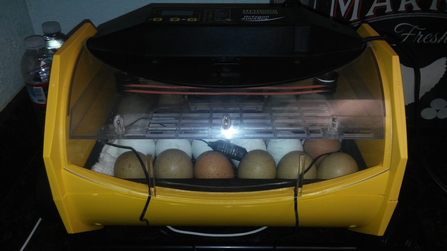 27 Clever Chicken Egg Incubation Tips for a Successful Hatch