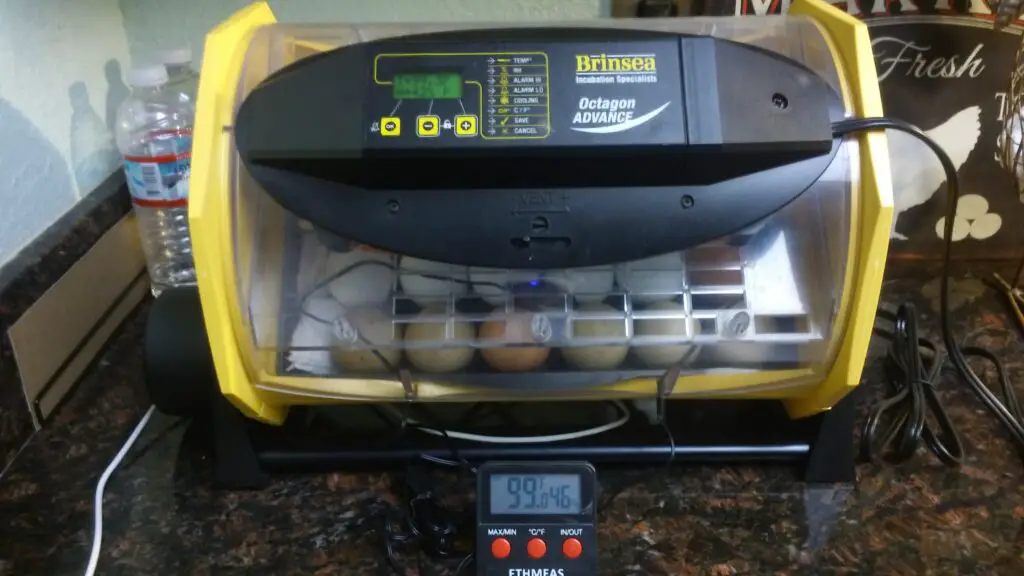 Test your incubator with a hygrometer to make sure the incubator is calibrated. Chicken egg incubation tips for a successful hatch. Chicken egg incubation tips.