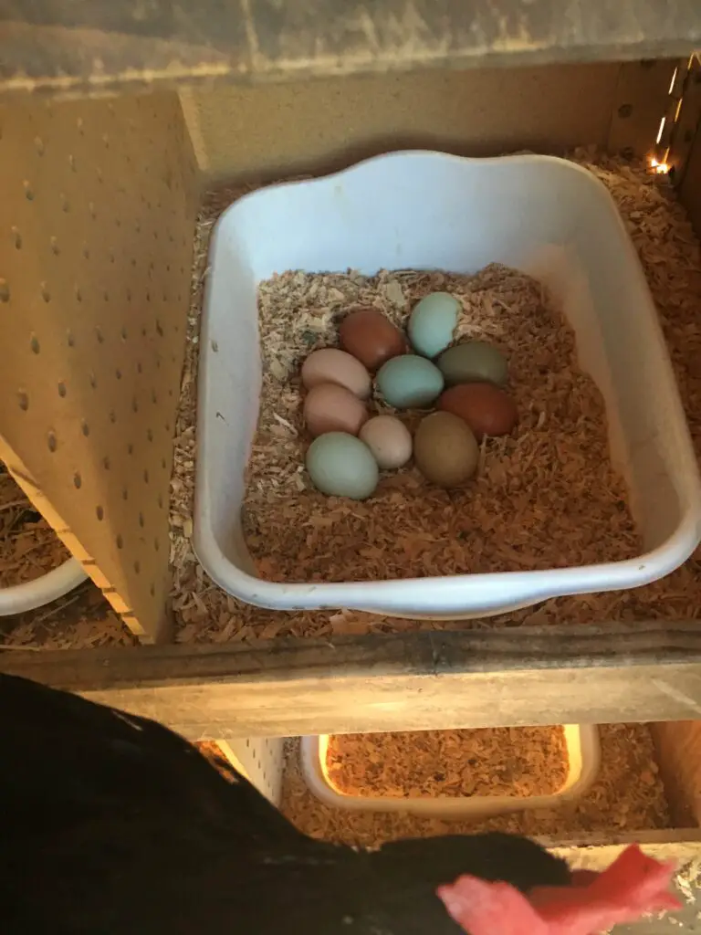 FARM FRESH CHICKEN EGGS HAVE A PROTECTIVE BLOOM OVER THEM. HERBS TO HELP INCREASE EGG PRODUCTION Colored Eggs in a Nesting Box. How to Raise Healthy Chickens