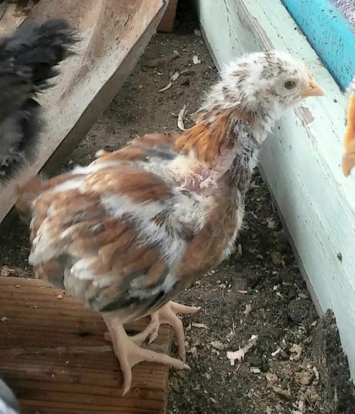 ORPINGTON CHICK Backyard Chickens Mama