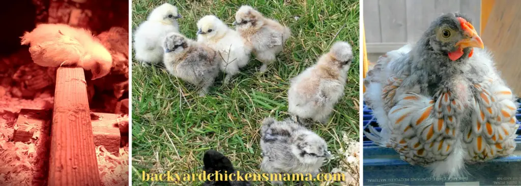 6 WEEK GUIDE TO RAISING HEALTHY BABY CHICKS. 