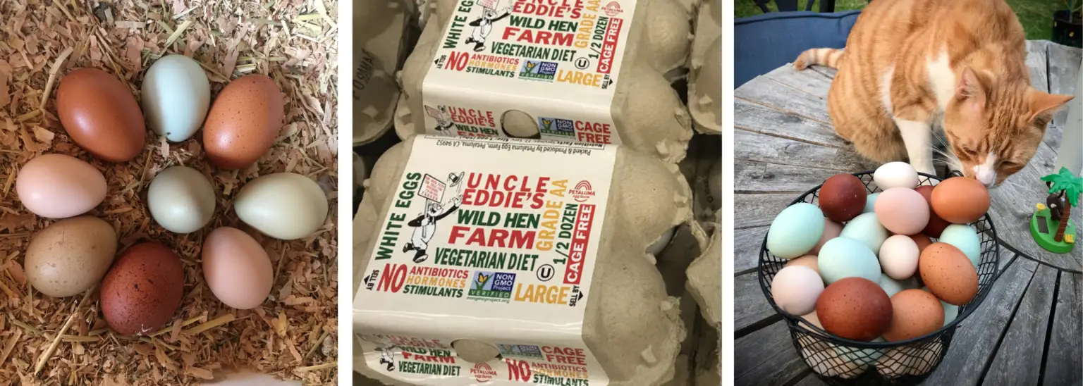 Are Farm Fresh Eggs Really Better for You?