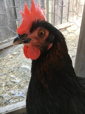 BCM COMB AND WATTLE. 21 important things your chickens comb is telling you.