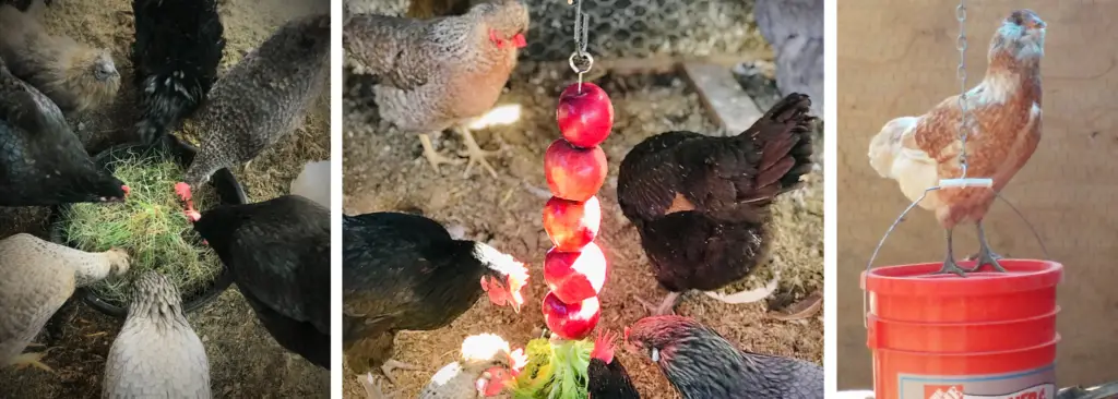 Boredom Busters for Backyard Chickens