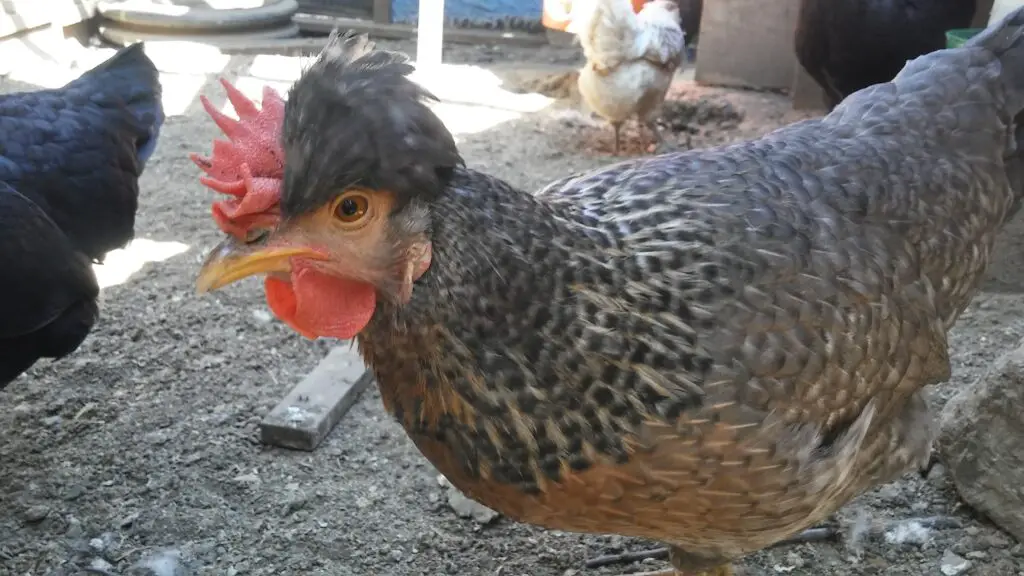 CRESTED CREAM LEGBAR SINGLE RED COMB SCAB AND BLACK SPOTS