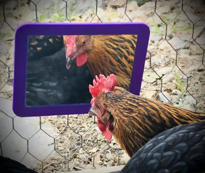 Chicken Looking in Mirror Backyard Chickens Mama