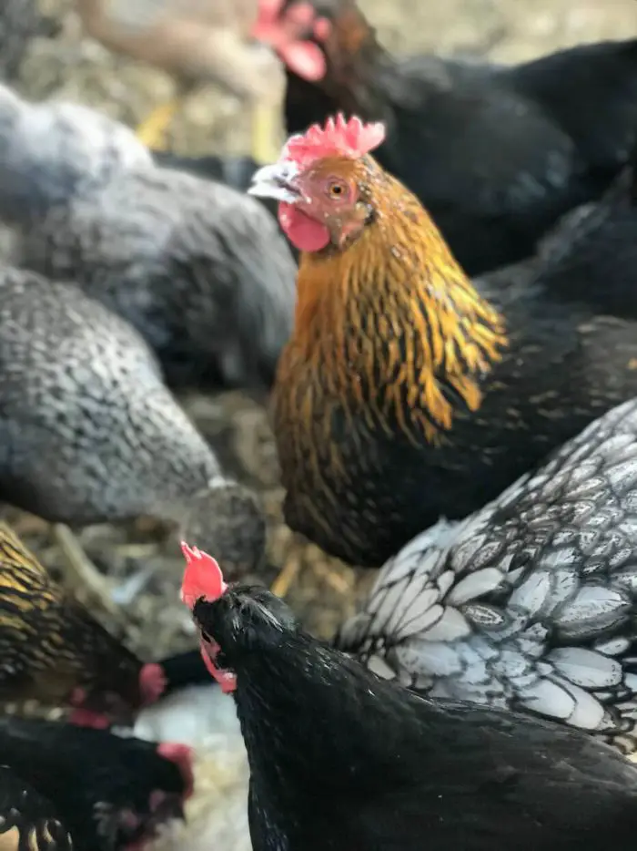 Chickens eating some instant pot plain yogurt Backyard Chickens Mama