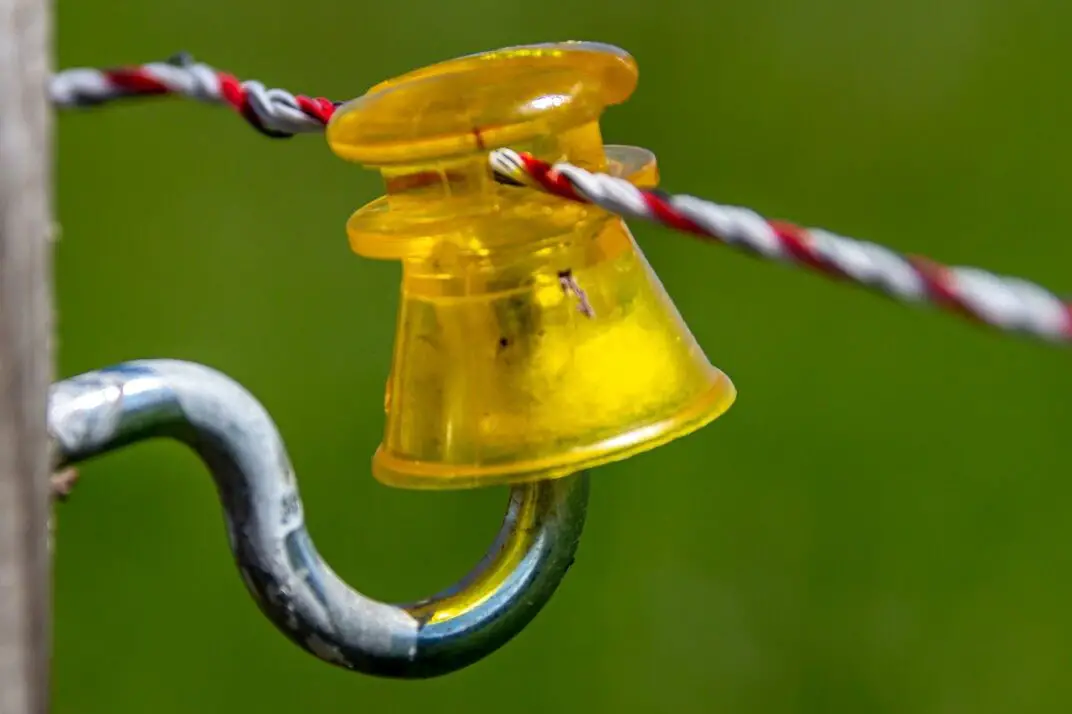 13 Simple Ways to Rodent Proof the Chicken Coop